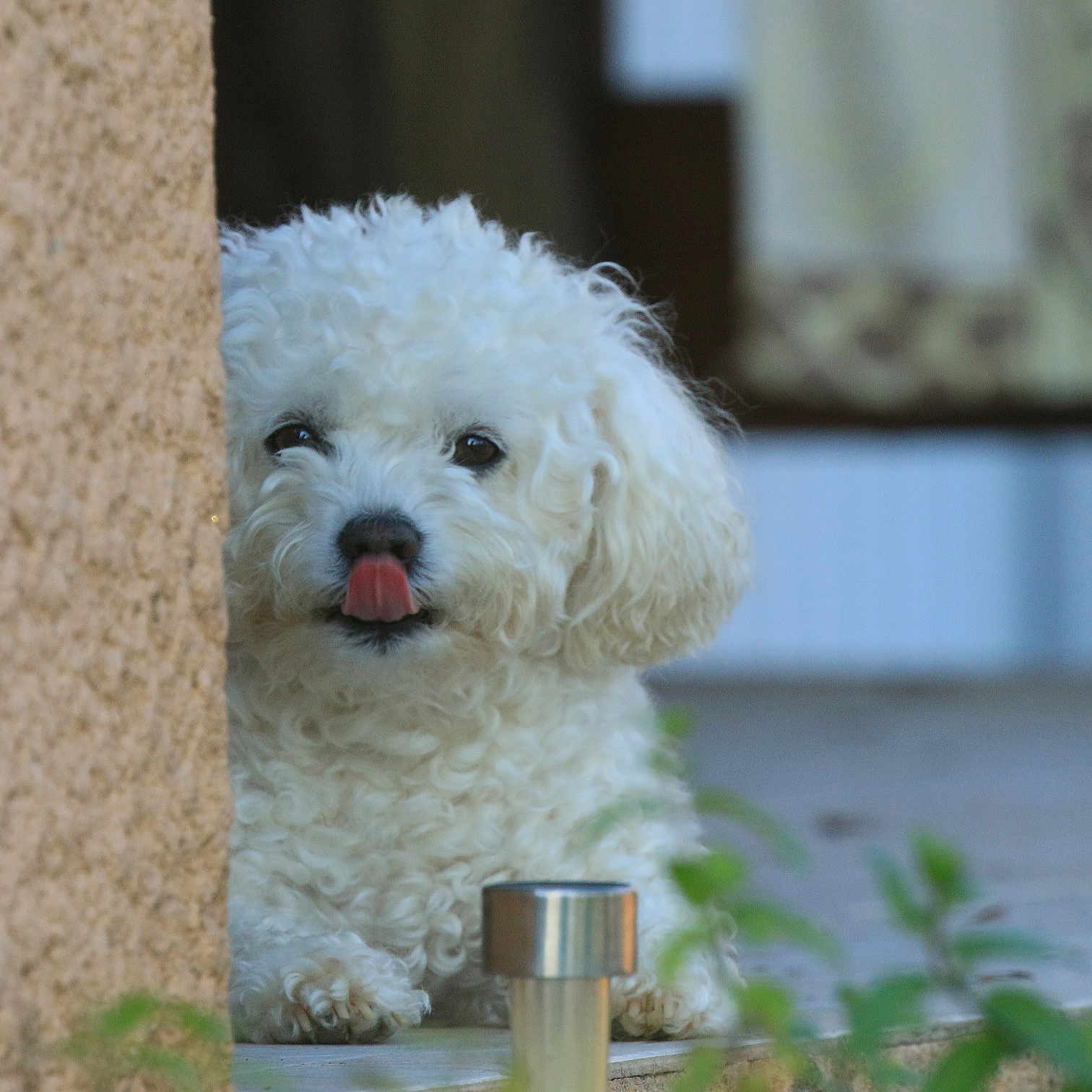 Mozart a rejoint le concours — aidez-le/la à gagner de superbes lots ! animal, bison, bodypart, canine, dog, eskimodog, mouth, person, pet, poodle, puppy, terrier, tongue, whitedog