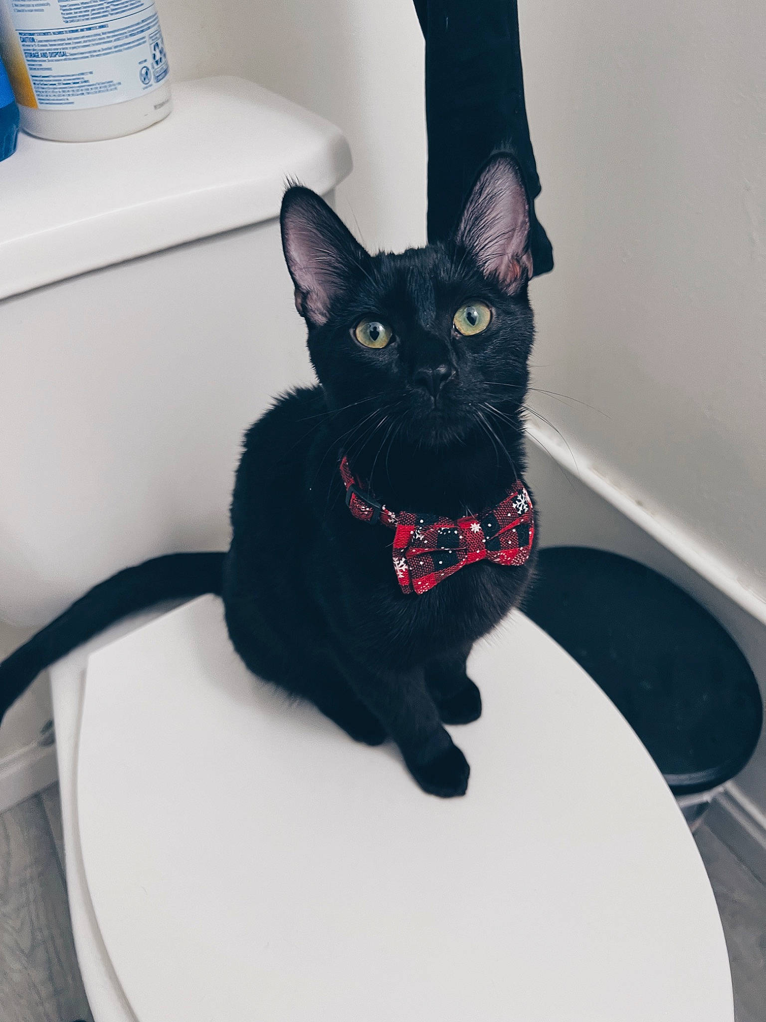 Kira is registered to the contest to win money with this photo: black_cat, bombay, carnivore, cat, cat_supply, comfort, dishware, domestic_short_haired_cat, eye, felidae, fur, pet_supply, room, serveware, small_to_medium_sized_cats, snout, tail, whiskers