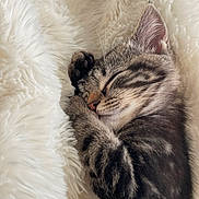 Coquillette participe au concours pour gagner de l'argent avec cette photo : abyssinian, angora, animal, blanket, bodypart, cat, clothing, couch, fur, furniture, kitten, manx, mouth, person, pet, siamese, sleeping