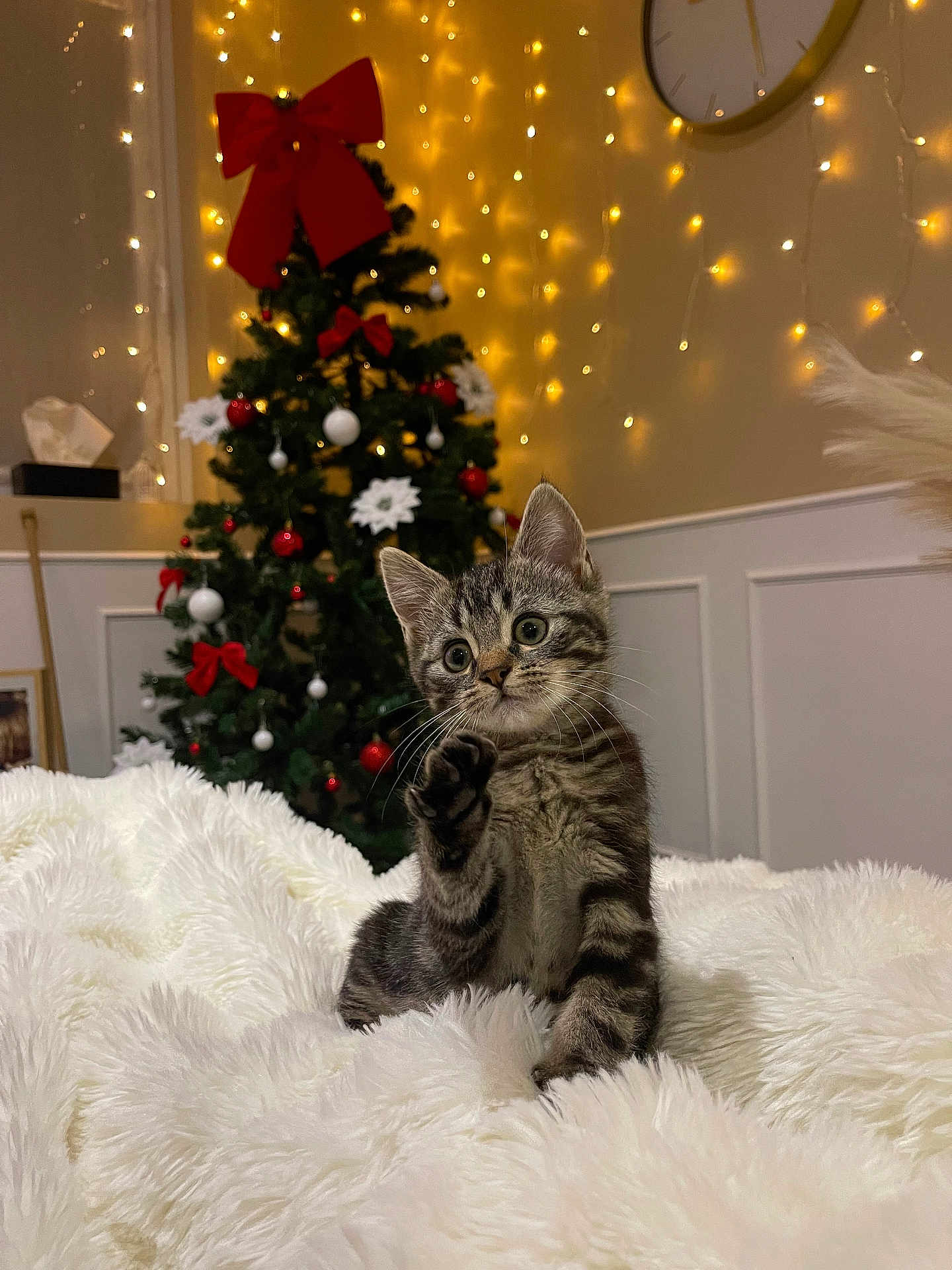 Coquillette participe au concours pour gagner de l'argent avec cette photo : abyssinian, accessories, animal, cat, christmas, christmasdecorations, christmastree, couch, festival, fir, flower, furniture, kitten, lighting, manx, ornament, pet, plant, tree, wood
