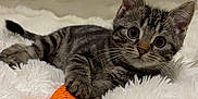 Coquillette a rejoint le concours — aidez-le/la à gagner de superbes lots ! abyssinian, angora, animal, blanket, carrot, cat, citrusfruit, couch, egyptiancat, food, fruit, furniture, kitten, manx, person, pet, plant, produce, toy, vegetable