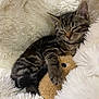 Coquillette a rejoint le concours — aidez-le/la à gagner de superbes lots ! abyssinian, angora, animal, blanket, cat, clothing, couch, fur, furniture, homedecor, kitten, manx, person, pet, sleeping