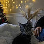 Coquillette a rejoint le concours — aidez-le/la à gagner de superbes lots ! accessories, animal, architecture, baby, bodypart, cat, couch, finger, fir, furniture, hand, jewelry, kitten, lighting, manx, person, pet, plant, ring, tree