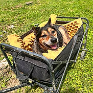 Benny is registered to the contest to win money with this photo: animal, black_and_tan, canine, daylight, dog, foam_padding, garden_shed, grass, happy, lawn, leisure, metal_frame, outdoor, pet, resting, riding_mower, smiling, sunny, wagon, yard