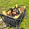 animal, black_and_tan, canine, daylight, dog, foam_padding, garden_shed, grass, happy, lawn, leisure, metal_frame, outdoor, pet, resting, riding_mower, smiling, sunny, wagon, yard