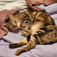 Ginger joined the competition — help win amazing prizes! cat, tabby_cat, sleeping, resting, indoor, blanket, comforter, soft, feline, pet, cozy, striped, fur, relaxed, mammal, cute, animal, whiskers, paws, bed