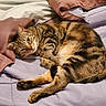 cat, tabby_cat, sleeping, resting, indoor, blanket, comforter, soft, feline, pet, cozy, striped, fur, relaxed, mammal, cute, animal, whiskers, paws, bed