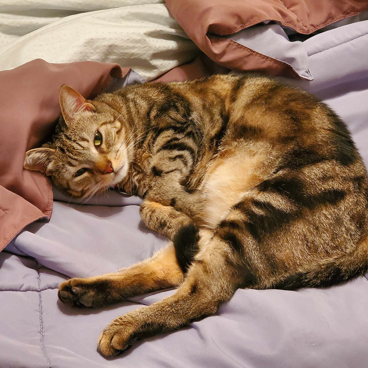 Ginger joined the competition — help win amazing prizes! cat, tabby_cat, sleeping, resting, indoor, blanket, comforter, soft, feline, pet, cozy, striped, fur, relaxed, mammal, cute, animal, whiskers, paws, bed