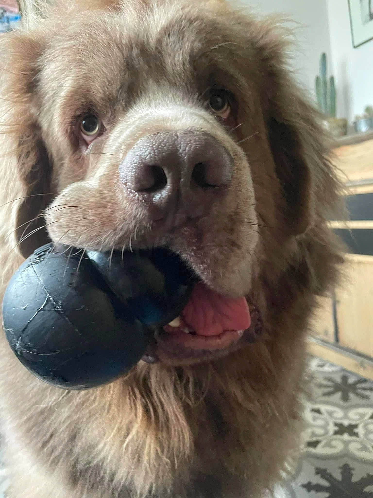 U-bear participe au concours pour gagner de l'argent avec cette photo : ancient_dog_breeds, canidae, carnivore, companion_dog, dog, dog_breed, fawn, fur, liver, nose, paw, photography, picture_frame, puppy_love, snout, sporting_group, terrestrial_animal, toy_dog, whiskers, working_animal