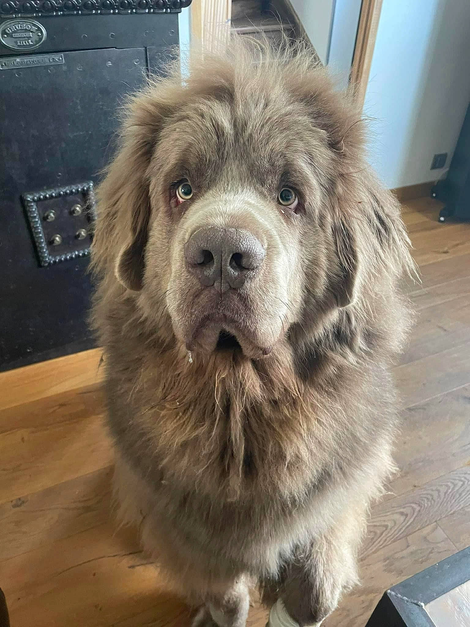 U-bear participe au concours pour gagner de l'argent avec cette photo : ancient_dog_breeds, canidae, carnivore, companion_dog, dog, dog_breed, flooring, fur, hardwood, liver, metal, paw, puppy_love, snout, sporting_group, square, terrestrial_animal, toy_dog, whiskers, working_animal