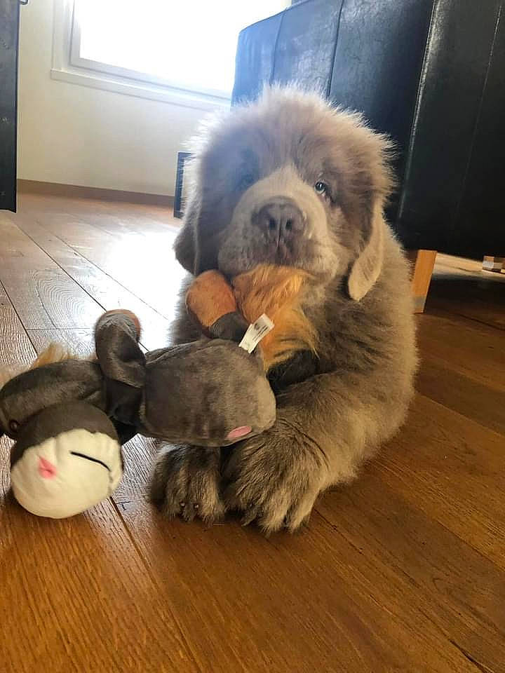 U-bear participe au concours pour gagner de l'argent avec cette photo : carnivore, comfort, companion_dog, dog, dog_breed, fawn, floor, flooring, fur, hardwood, laminate_flooring, snout, terrestrial_animal, toy, toy_dog, varnish, window, wood, wood_flooring, working_animal