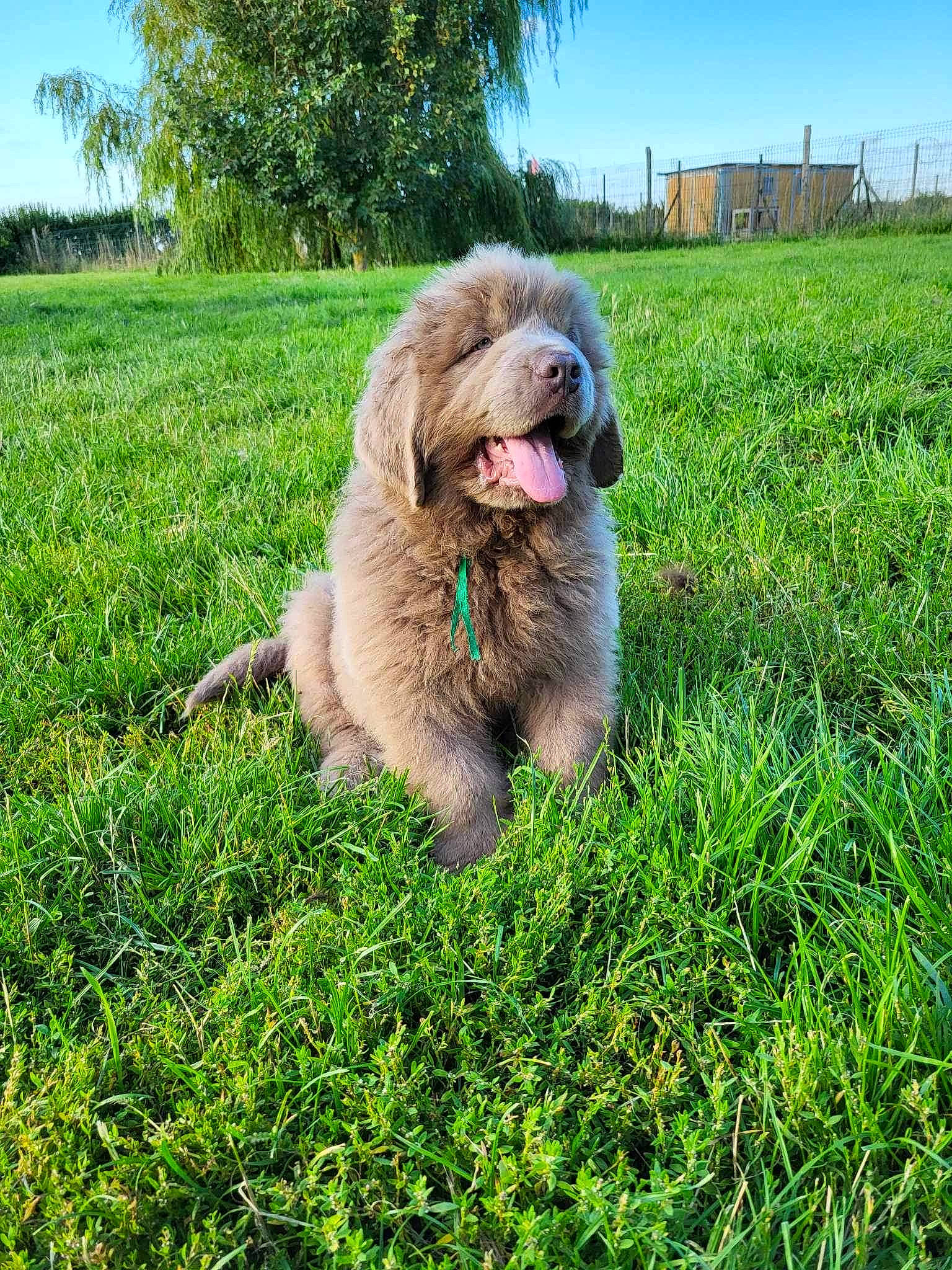 U-bear participe au concours pour gagner de l'argent avec cette photo : canidae, carnivore, companion_dog, dog, dog_breed, fawn, fur, grass, grassland, groundcover, liver, plant, sky, snout, sporting_group, terrier, toy_dog, tree, water_dog, working_animal