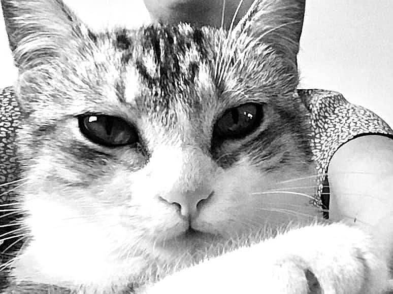 Nougat a rejoint le concours — aidez-le/la à gagner de superbes lots ! black_and_white, carnivore, cat, close_up, comfort, domestic_short_haired_cat, ear, felidae, fur, monochrome, monochrome_photography, paw, small_to_medium_sized_cats, snout, stock_photography, style, whiskers, window