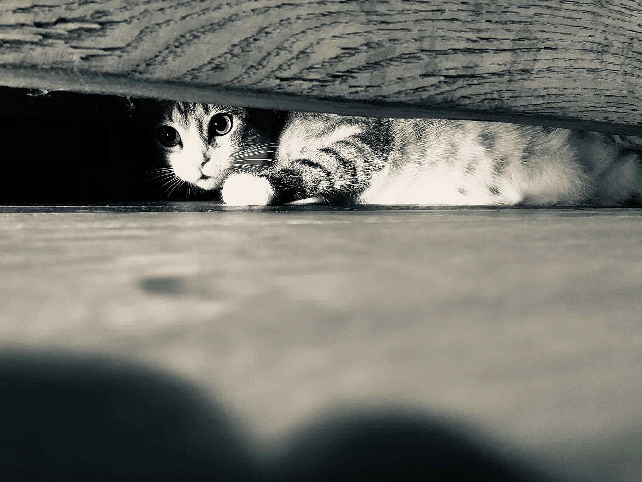 Nougat participe au concours pour gagner de l'argent avec cette photo : black_and_white, carnivore, cat, eye, felidae, grass, grey, human_body, monochrome, monochrome_photography, small_to_medium_sized_cats, snout, style, tail, terrestrial_animal, tints_and_shades, vertebrate, water, whiskers, wood