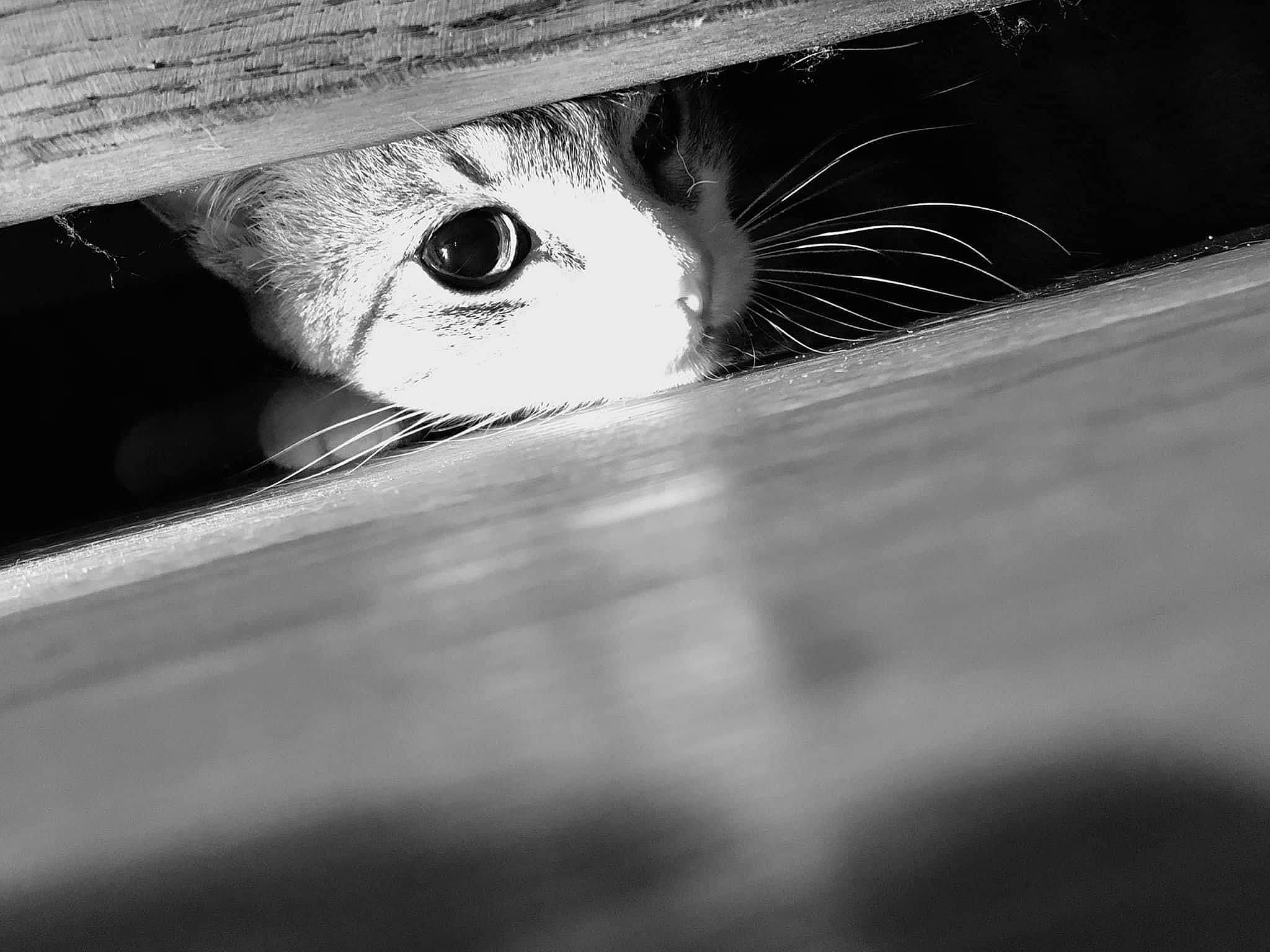 Nougat participe au concours pour gagner de l'argent avec cette photo : black, carnivore, cat, close_up, eye, eyebrow, eyelash, felidae, grey, head, human_body, iris, monochrome, monochrome_photography, nose, small_to_medium_sized_cats, snout, tints_and_shades, whiskers, wood