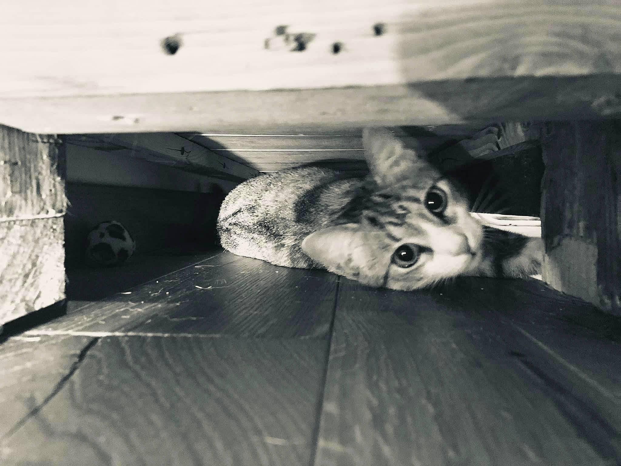 Nougat a rejoint le concours — aidez-le/la à gagner de superbes lots ! black_and_white, carnivore, cloud, darkness, dog, dog_breed, fawn, flash_photography, flooring, foot, grey, hardwood, monochrome, monochrome_photography, snout, stock_photography, style, tints_and_shades, whiskers, wood