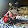 Tempura is registered to the contest to win money with this photo: cat, tabby, knitted_clothing, bed, bedding, natural_light, indoor, pet, animal, feline, colorful, crochet, patterned, cute, sitting, soft_light, wood_paneling, textile, domestic, cozy