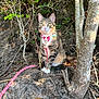 cat, tabby_cat, leash, collar, outdoor, nature, tree, leaves, animal, pet, sitting, feline, forest_floor, sunlight, cute, alert, ground, whiskers, ears, pink