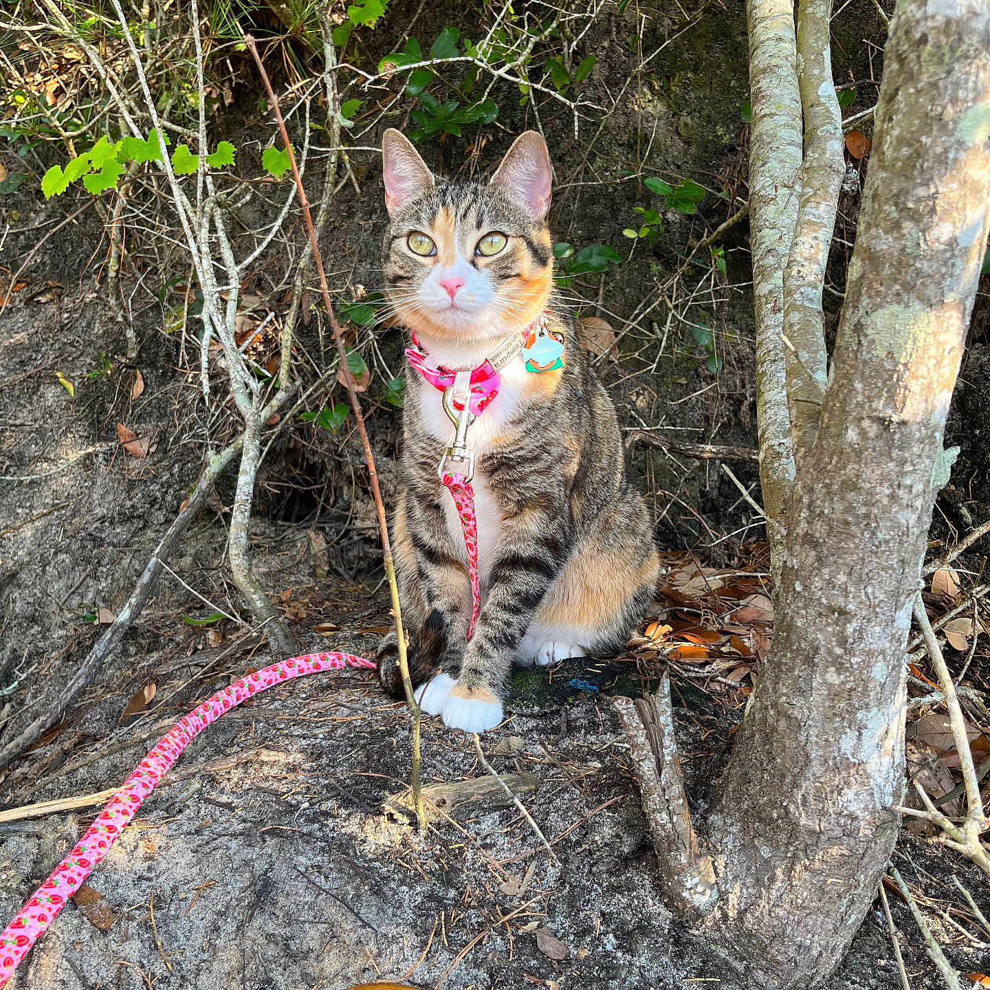 Tempura is registered to the contest to win money with this photo: alert, animal, cat, collar, cute, ears, feline, forest_floor, ground, leash, leaves, nature, outdoor, pet, pink, sitting, sunlight, tabby_cat, tree, whiskers