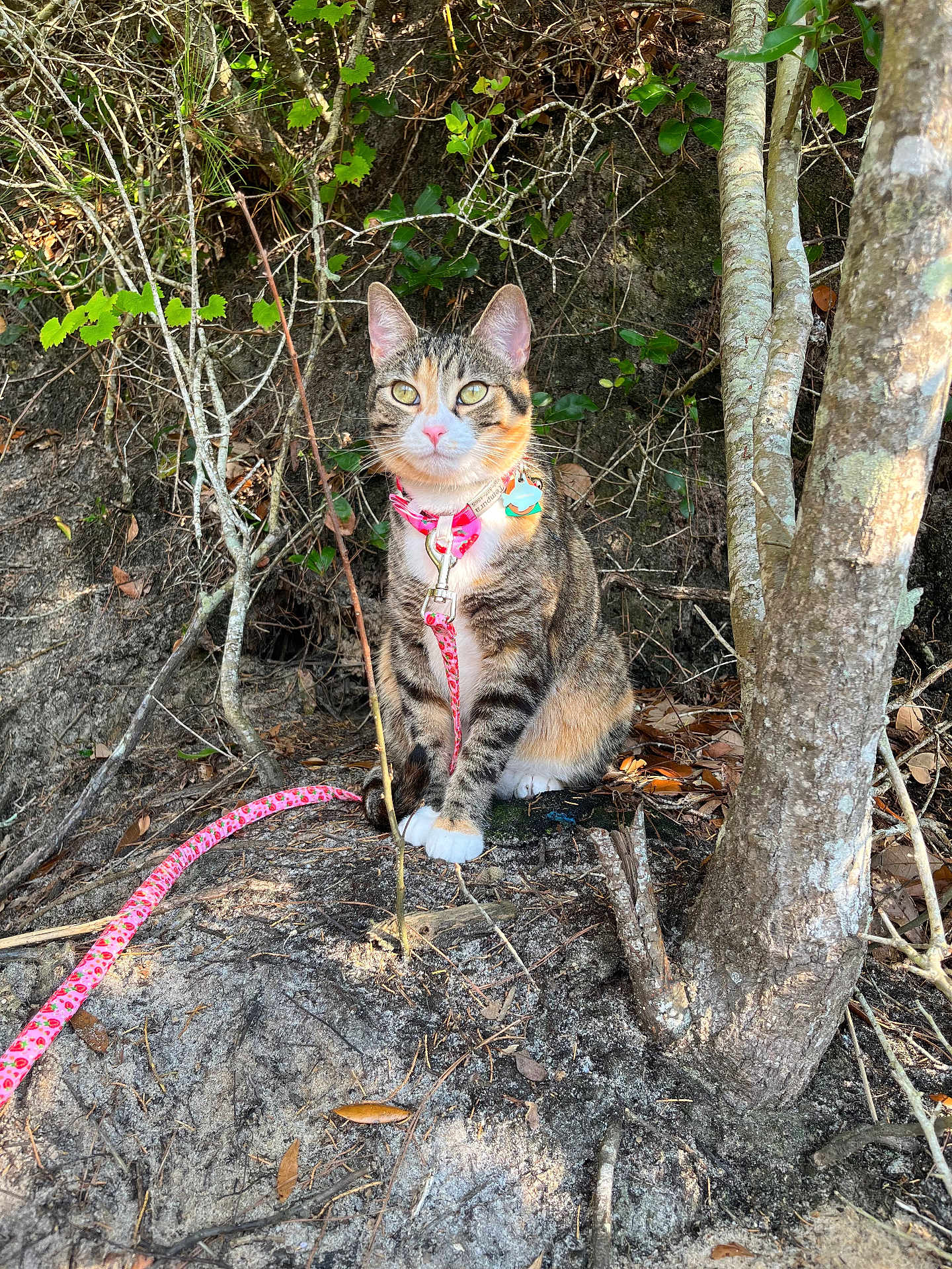 Tempura is registered to the contest to win money with this photo: cat, tabby_cat, leash, collar, outdoor, nature, tree, leaves, animal, pet, sitting, feline, forest_floor, sunlight, cute, alert, ground, whiskers, ears, pink