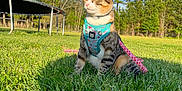 Tempura is registered to the contest to win money with this photo: cat, animal, outdoor, grass, blue_sky, harness, leash, pet, nature, tree, sunlight, feline, greenery, trampoline, domestic_cat, sitting, daytime, mammal, field, playful