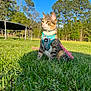 cat, animal, outdoor, grass, blue_sky, harness, leash, pet, nature, tree, sunlight, feline, greenery, trampoline, domestic_cat, sitting, daytime, mammal, field, playful