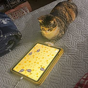 Tempura joined the competition — help win amazing prizes! cat, tablet, bed, quilted_bedspread, animated_mice, curious, indoor, technology, pet, animal, feline, playing, screen, yellow_screen, light, cozy, blanket, room, entertainment, home