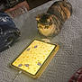 cat, tablet, bed, quilted_bedspread, animated_mice, curious, indoor, technology, pet, animal, feline, playing, screen, yellow_screen, light, cozy, blanket, room, entertainment, home