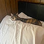 Tempura joined the competition — help win amazing prizes! cat, tabby_cat, bed, pillow, white_pillow, wooden_wall, headboard, resting, indoor, feline, sleepy, cozy, striped_cat, pet, animal, domestic_cat, furniture, relaxed, lying_down, comfort