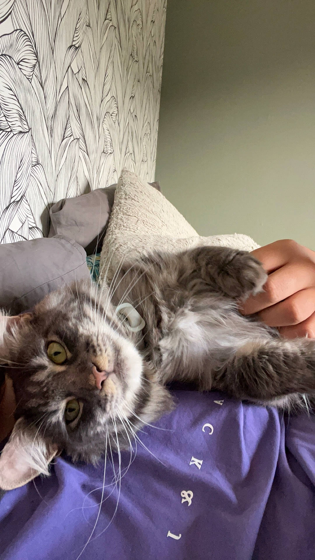 abyssinian, animal, blanket, bodypart, cat, couch, cushion, face, finger, furniture, hand, head, homedecor, indoors, kitten, manx, person, pet, photography, portrait