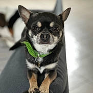 Rolis a rejoint le concours — aidez-le/la à gagner de superbes lots ! dog, small_dog, chihuahua, pet, green_bandana, black_fur, tan_fur, close_up, indoors, couch, armrest, looking_at_camera, alert, sitting, portrait, animal, domestic_animal, cute, companion, furniture