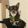 dog, small_dog, chihuahua, pet, green_collar, pet_bed, cat_tree, indoor, beige_wall, looking_at_camera, sitting, black_fabric, calm, ears_up, fur, close_up, animal, domestic_animal, cute, companion_animal