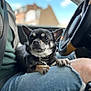 dog, small_dog, lap, person, jeans, car_interior, steering_wheel, seatbelt, window, blurred_background, daylight, black_dog, tan_markings, collar, paw, sitting, closeup, pet, companion, casual_clothing