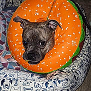 Stormi joined the competition — help win amazing prizes! dog, pet, burger_collar, dog_bed, blanket, indoor, animal, cute, brown_dog, patterned_bed, playful, ears, face, whiskers, looking, cozy, home, floor, resting, curious