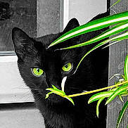 Lumos participe au concours pour gagner de l'argent avec cette photo : cat, black_cat, green_eyes, plant, leaves, wood, outdoor, curious, animal, pet, nature, closeup, face, eye_contact, feline, portrait, mammal, whiskers, hidden, door