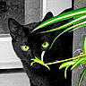 animal, black_cat, cat, closeup, curious, door, eye_contact, face, feline, green_eyes, hidden, leaves, mammal, nature, outdoor, pet, plant, portrait, whiskers, wood