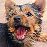 adorable, animal, canine, close_up, cute, dog, domestic_animal, ears, fur, happy, looking_up, mouth_open, nose, pet, playful, puppy, smiling, tongue, tongue_out, young_dog