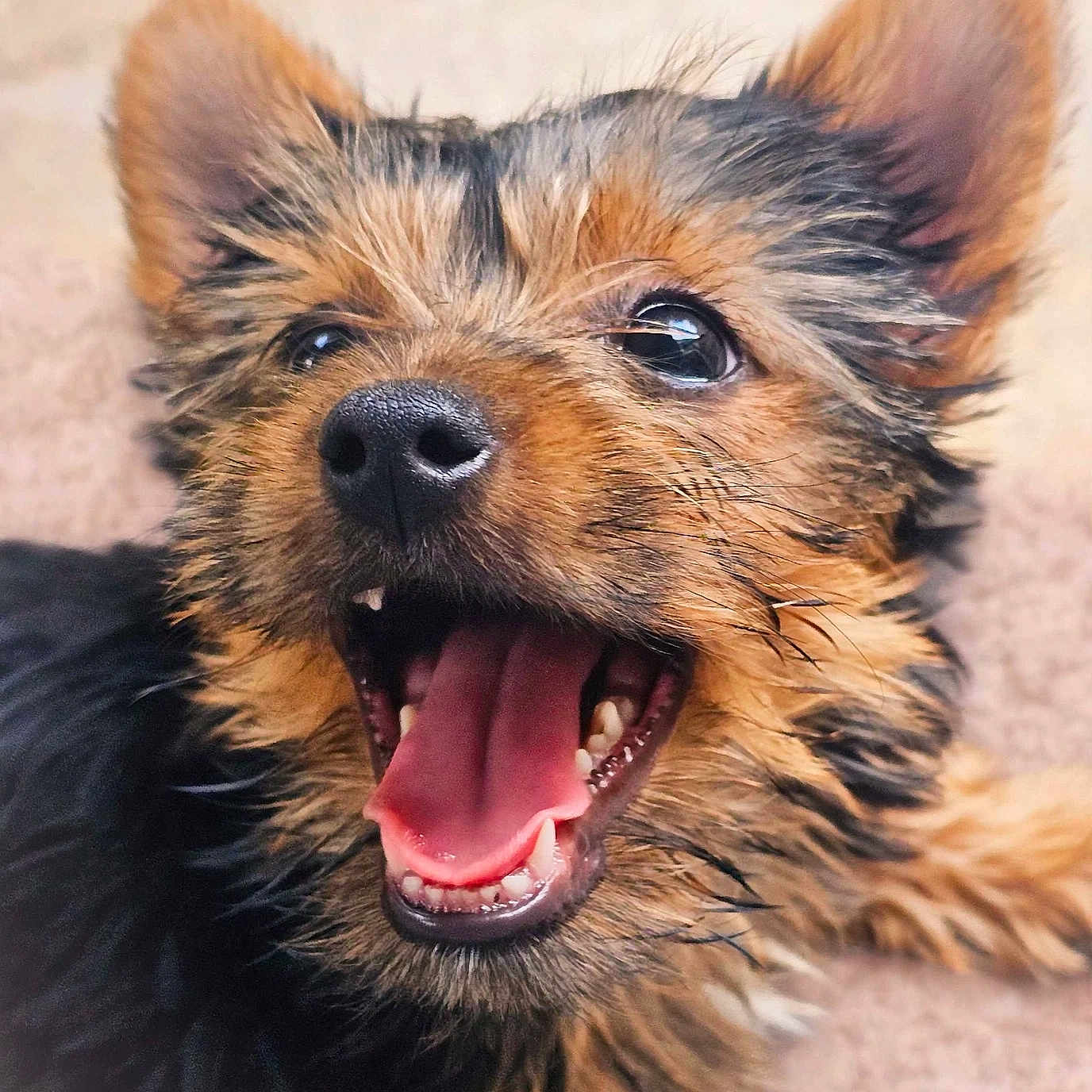 Biba a rejoint le concours — aidez-le/la à gagner de superbes lots ! puppy, dog, close_up, happy, tongue_out, pet, fur, cute, animal, canine, playful, mouth_open, ears, nose, smiling, young_dog, domestic_animal, tongue, looking_up, adorable