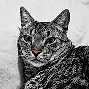 Ulysse a rejoint le concours — aidez-le/la à gagner de superbes lots ! cat, tabby, pet, animal, feline, close_up, portrait, whiskers, ears, fur, black_and_white, striped, domestic_cat, lying_down, muzzle, nose, eyes, face, relaxed, indoor