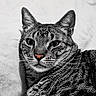 cat, tabby, pet, animal, feline, close_up, portrait, whiskers, ears, fur, black_and_white, striped, domestic_cat, lying_down, muzzle, nose, eyes, face, relaxed, indoor