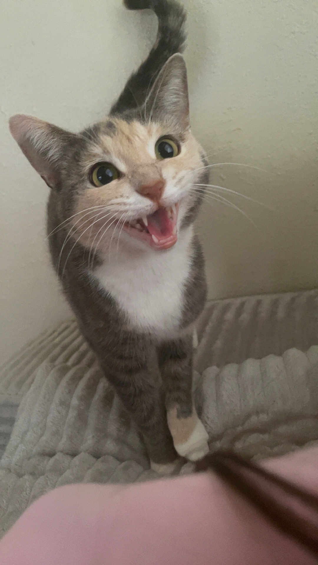 Kitkat joined the competition — help win amazing prizes! cat, feline, pet, animal, whiskers, fur, tabby, white_paws, expressive_face, open_mouth, indoor, blanket, soft_texture, cute, playful, curious, tail_up, close_up, domestic, alert