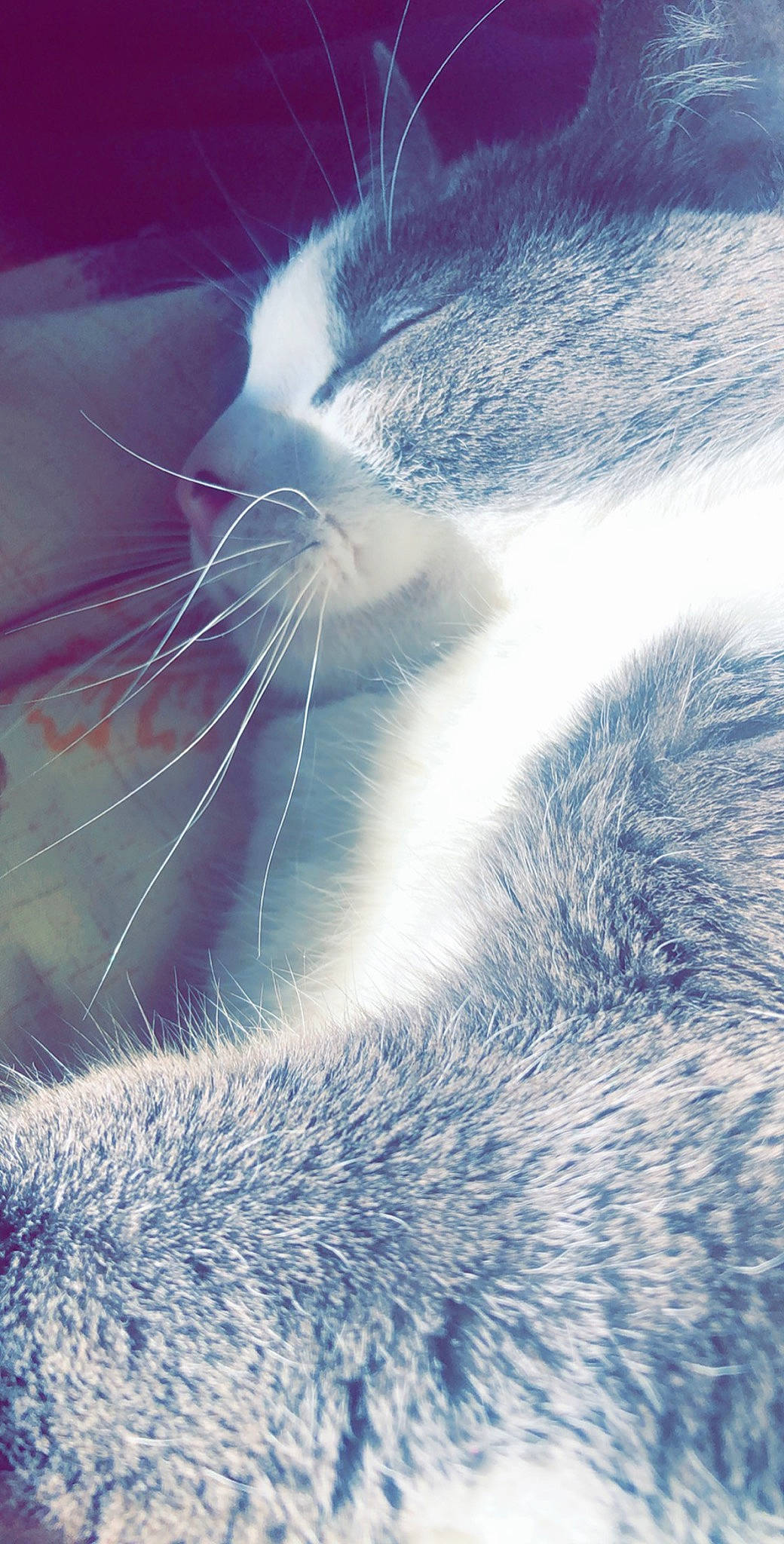 Maco a rejoint le concours — aidez-le/la à gagner de superbes lots ! carnivore, cat, close_up, cloud, domestic_short_haired_cat, electric_blue, felidae, fur, grass, macro_photography, meteorological_phenomenon, paw, sand, sky, small_to_medium_sized_cats, snout, tail, whiskers, wildlife, wind_wave