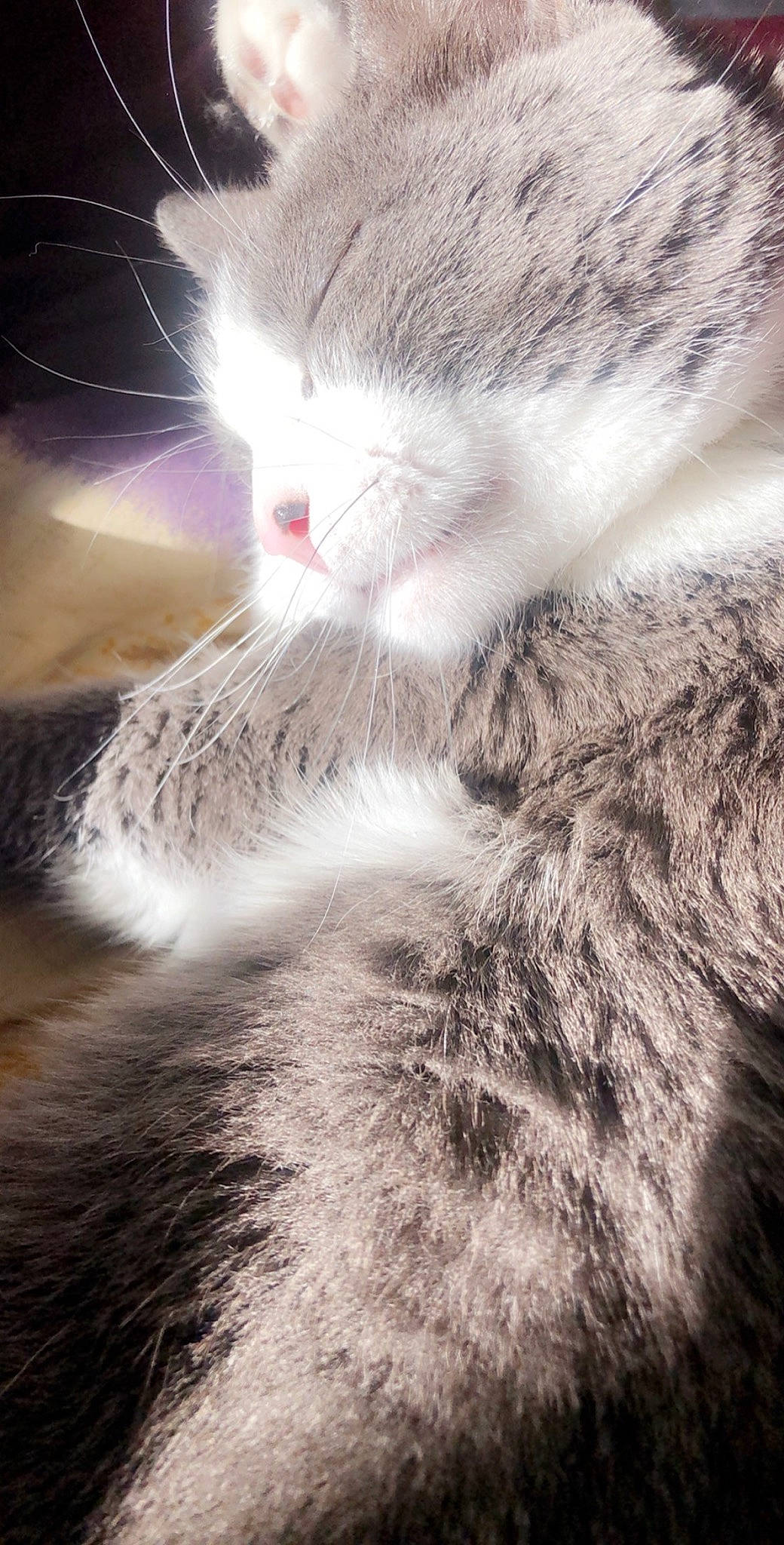 Maco a rejoint le concours — aidez-le/la à gagner de superbes lots ! carnivore, cat, claw, cloud, domestic_short_haired_cat, felidae, fur, grey, metal, monochrome, paw, plant, sky, small_to_medium_sized_cats, snout, tail, tree, whiskers, wildlife, wood