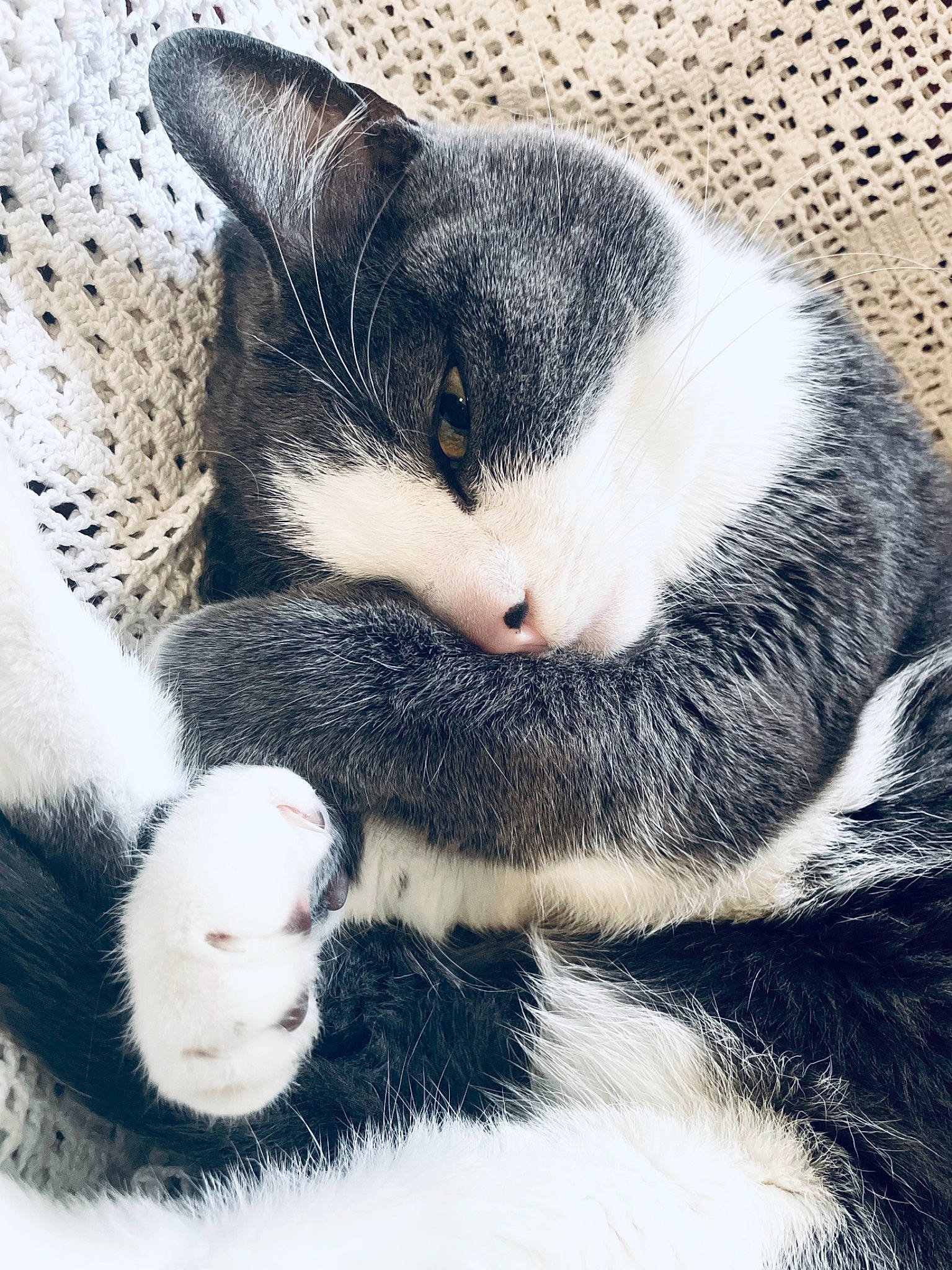 Maco participe au concours pour gagner de l'argent avec cette photo : carnivore, cat, claw, cloud, comfort, domestic_short_haired_cat, felidae, foot, fur, nap, paw, sky, small_to_medium_sized_cats, snout, square, tail, terrestrial_animal, whiskers