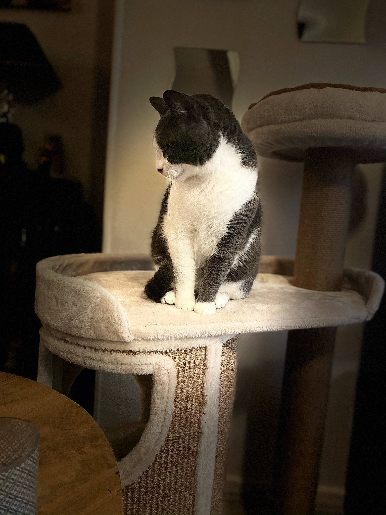 Maco participe au concours pour gagner de l'argent avec cette photo : carnivore, cat, chair, comfort, domestic_short_haired_cat, felidae, flooring, grey, linens, plant, room, small_to_medium_sized_cats, snout, stairs, table, tail, tints_and_shades, whiskers, window, wood