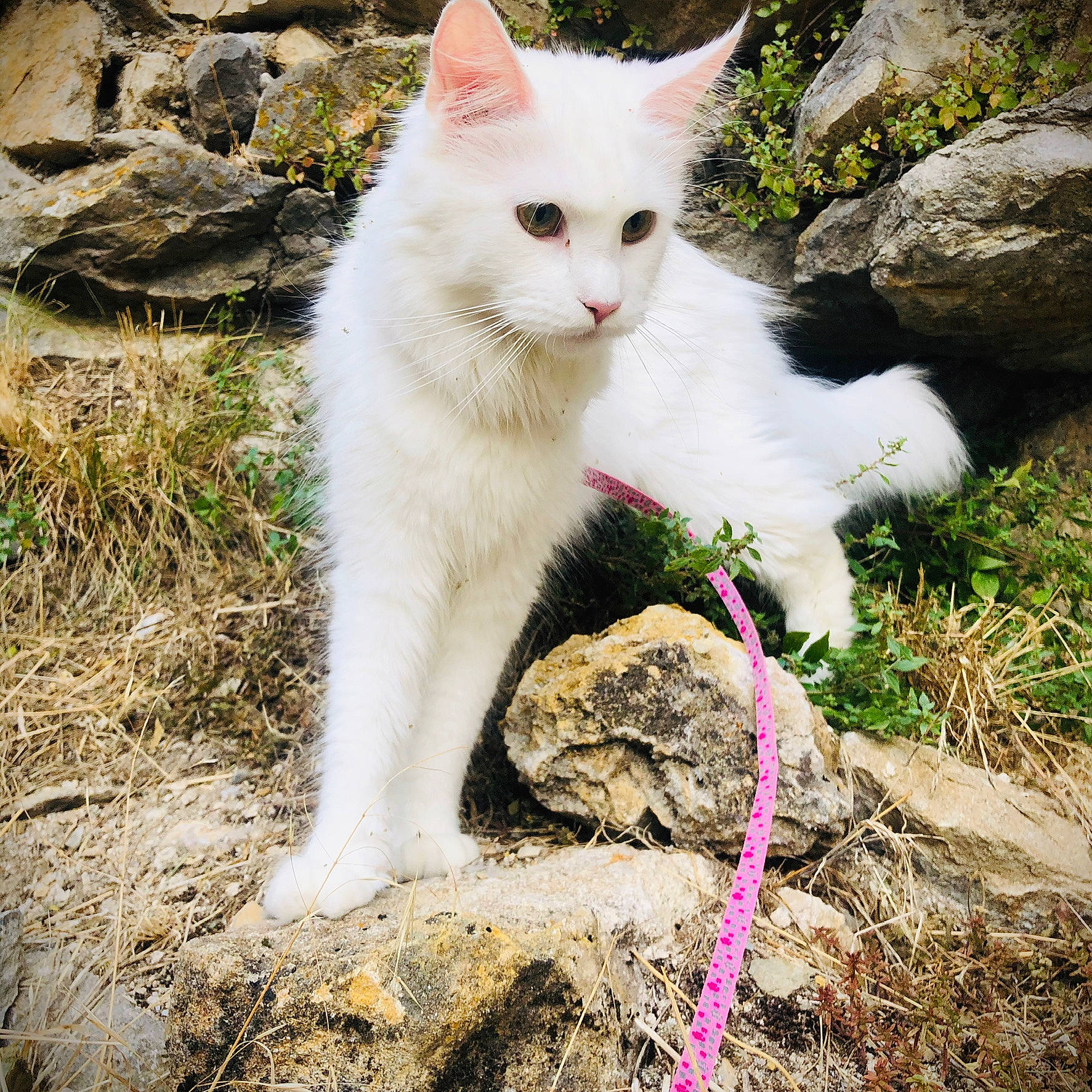 Puky participe au concours pour gagner de l'argent avec cette photo : carnivore, cat, domestic_short_haired_cat, fawn, felidae, fur, grass, groundcover, happy, landscape, paw, plant, sitting, small_to_medium_sized_cats, snout, soil, tail, terrestrial_animal, whiskers, wildlife