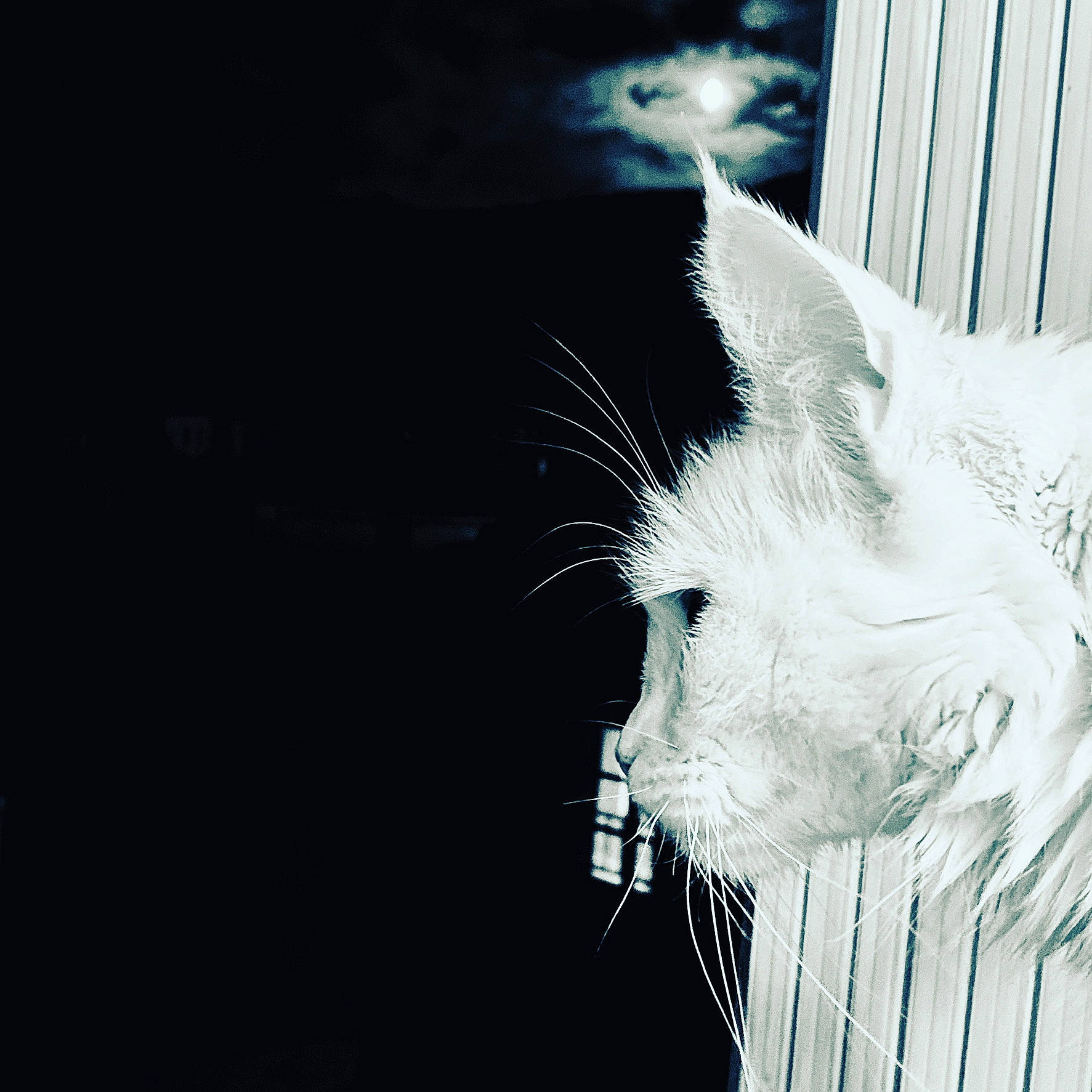 Puky participe au concours pour gagner de l'argent avec cette photo : art, carnivore, cloud, darkness, electric_blue, feather, felidae, fictional_character, flash_photography, fur, monochrome, monochrome_photography, sky, small_to_medium_sized_cats, snout, still_life_photography, tail, visual_arts, whiskers, wing