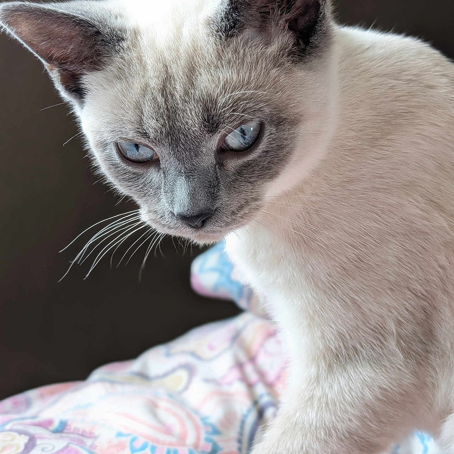 Ashur joined the competition — help win amazing prizes! animal, blanket, blue_eyes, cat, close_up, curious, cute, domestic_animal, face, feline, fur, indoor, mammal, pattern, pet, portrait, siamese_cat, sitting, soft_light, whiskers