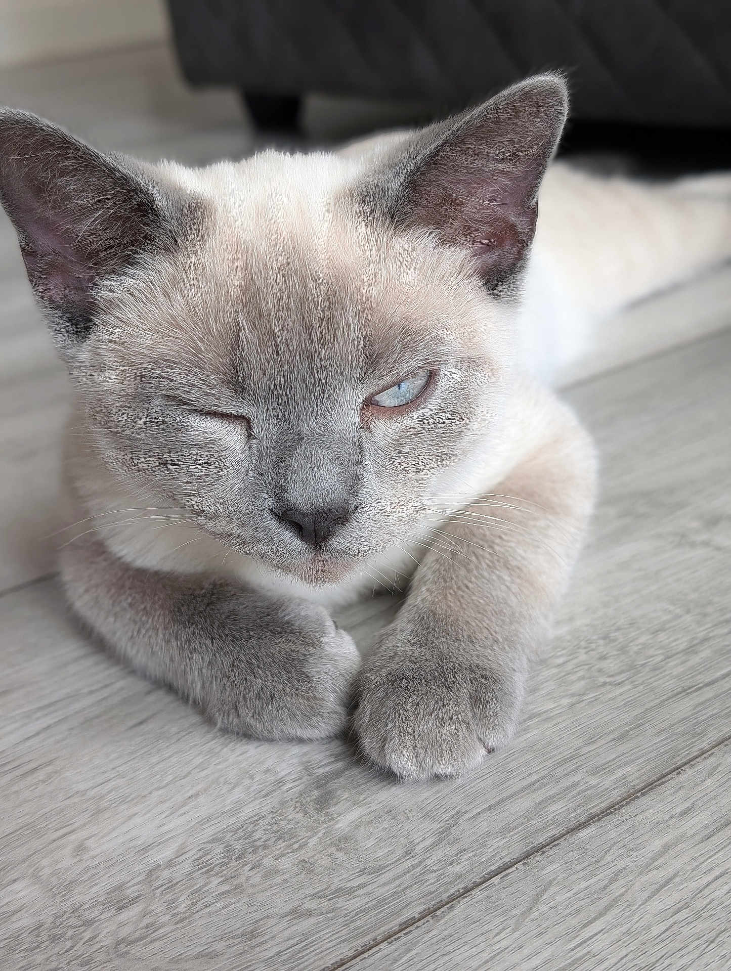 Ashur joined the competition — help win amazing prizes! animal, cat, close_up, cream, cute, ears, floor, fur, gray, indoor, mammal, nose, paw, pet, playful, relaxed, sleepy, whiskers, winking, wooden_floor