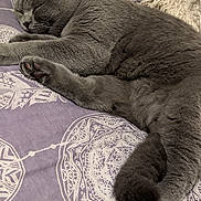 Lugo is registered to the contest to win money with this photo: animal, blanket, cat, closeup, comfort, cozy, cute, domestic, feline, fur, gray, indoor, nap, pattern, paw, pet, relax, rest, sleeping, soft